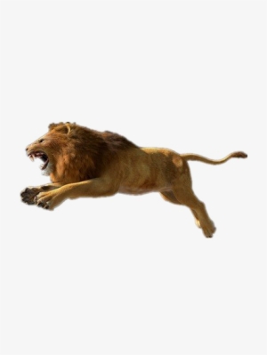 African Lion Png Photos - Lion Pictures Download Hd Free