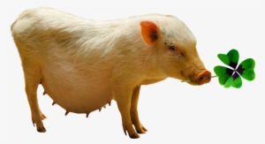 Emotions, Luck, Pig, Four Leaf Clover, Lucky Pig - Luck