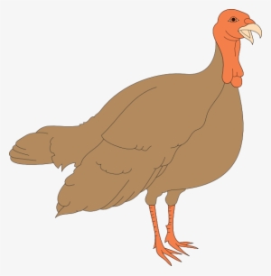 Turkey Svg Clip Arts 588 X 600 Px