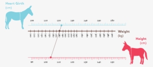 Donkey Weight Estimator - Donkey