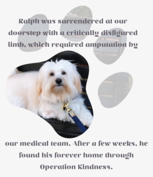 And Dogs From Unnecessary Euthanasia By Expanding And - Maltese