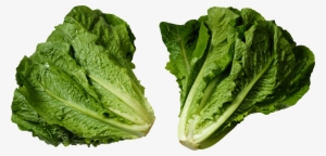 Loose Leaf Romaine Lettuce