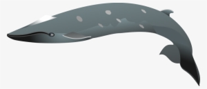 Dolphin Png