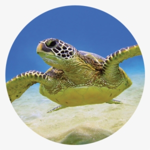 The Largest College At Ucf Offers 15 Undergraduate - Illiterate Storyteller: Meng Qinghua By Meng Qinghua