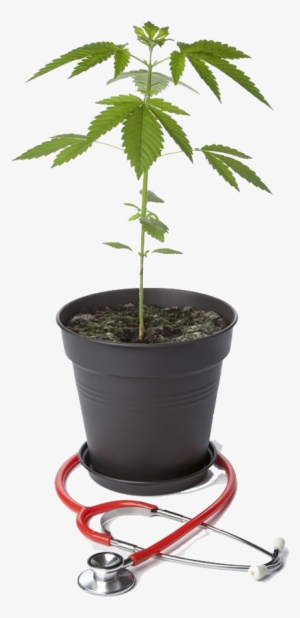 Cannabis