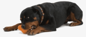 Guaranteed Tough - West Paw Design Zogoflex Tux