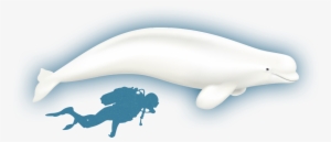 Wiki - Beluga Whale - Whales