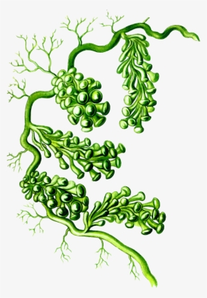 Caulerpa Racemosa Png