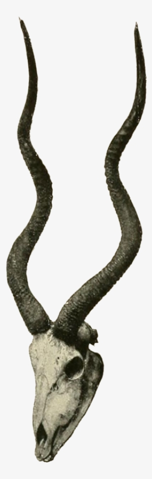 Weight - Addax Horns