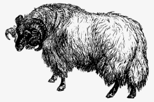 This Free Icons Png Design Of Black-faced Sheep