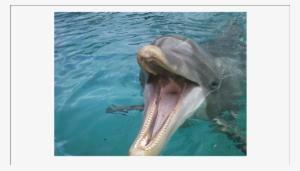 A Dolphin Begging For An Ice Cube - Dolphins Tongue