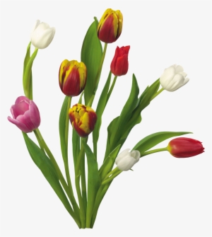 Buke Png