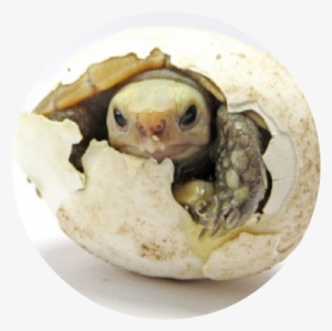 Turtle Cracking Egg Round - Turtle Egg Png