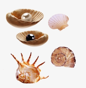 Sea Creatures Png By Pngimagesfree - Clip Art For Sea Creatures