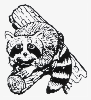 Raccoon - Illustration