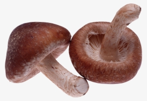 Agaricus Png