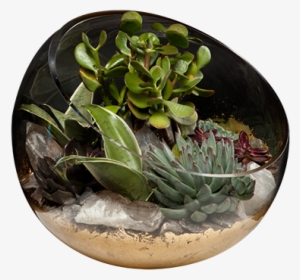 Succulent Garden - Ceramic