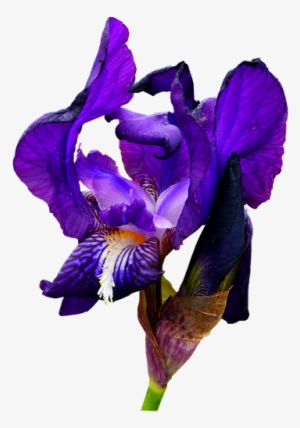 Iris, Blue, Flower, Garden, Nature, Botany, Petals - Blue