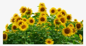 Free Photo Flower Sunflower Summer Yellow Flower Nature - Sunflowers Png