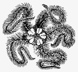 This Free Icons Png Design Of Feather Starfish