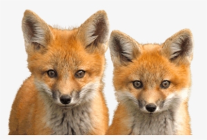 Free Png Fox Png Images Transparent - Fox