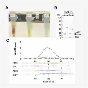 Visualization Of Gst Fusions During Purification - Glutathione S-transferase