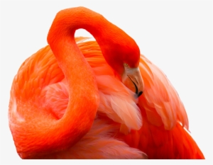Animal, Bird, Flamingo, Feather, Red, Bill, Exotic, - Orange Flamingo