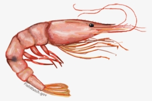 Pink Shrimp - Farfantepenaeus Duorarum