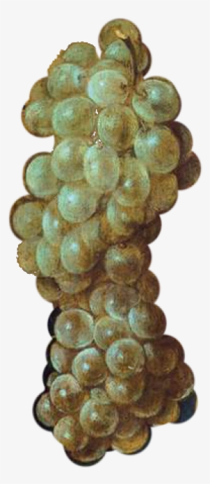 Grapes - Giuseppe Arcimboldo