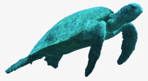 Sea Turtle Slide - Stuffed Toy