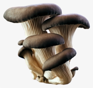 Grey Oyster Mushroom Png