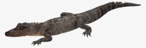 Crocodile Walking - Crocodile With Transparent Background