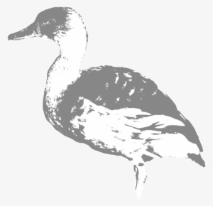 Fulvous Whisting Duck - Fulvous Whistling Duck