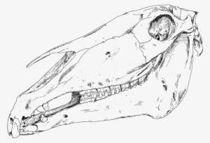 Onlinelabels Clip Art - Craneo De Caballo Vector