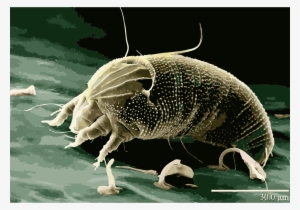 This Free Icons Png Design Of Rust Mite, Aceria Anthocoptes