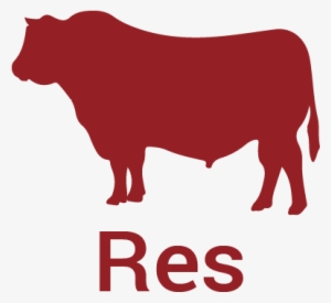 Carnes Castillo Productos - Cattle