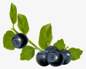 Ягода Черника - Blueberry Vector