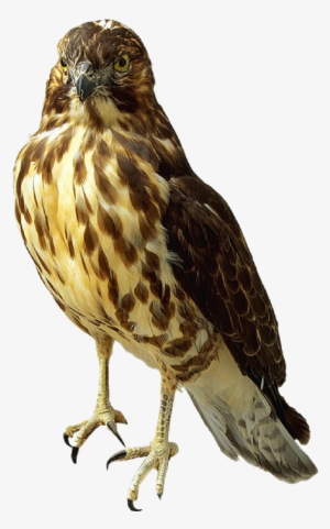 Prairie Falcon Clipart Transparent - Falcon Png
