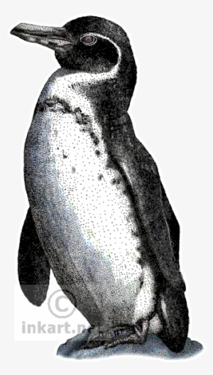 Galapagos Penguin Art Decal - Galapagos Penguin Throw Blanket