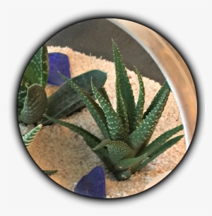 Haworthia New - Drawing