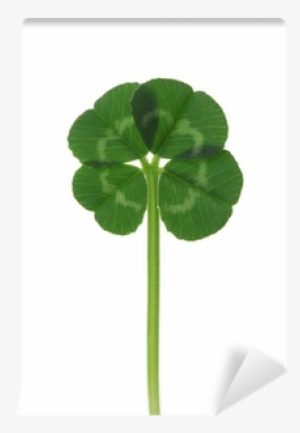 Dört Yapraklı Yonca Duvar Kağıdı