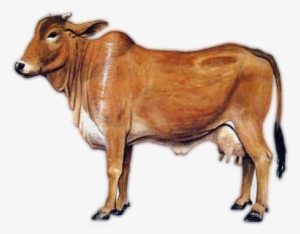 Sahiwal Cow Png Image - A2 Milk Cow