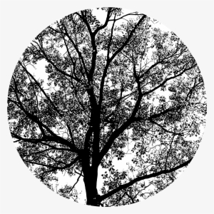 Spring Oak Tree Png - Frühlings-eichen-grün-natur-szene Mauspads