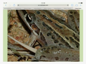 Catches Bugs With Its Long Stretchy Tongue - Rocket Frog