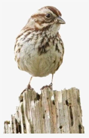 Early Bird Reward - Song Sparrow