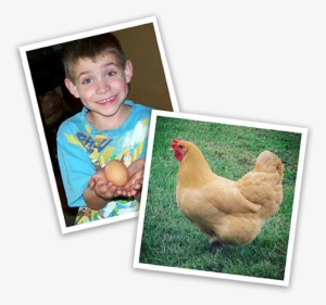 Image Of Local Chicken Enthusiasts From Contest - Chicken