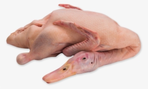 Our Clientele - Duck Meat Png