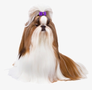 Shih Tzu - Shitizu Png