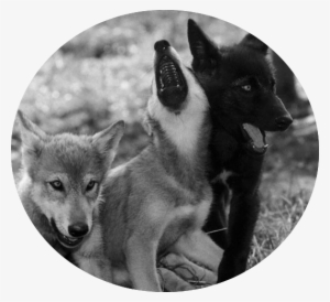 Dogs Wolf Pup Howls Puppies Howling Black Animals Wolves - Wolves Pup Howling