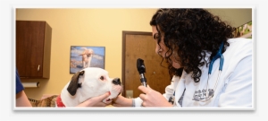 Veterinarian In Northbrook Il - Northbrook